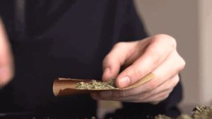 Hemp Roling Papers: Everything You Need To Know